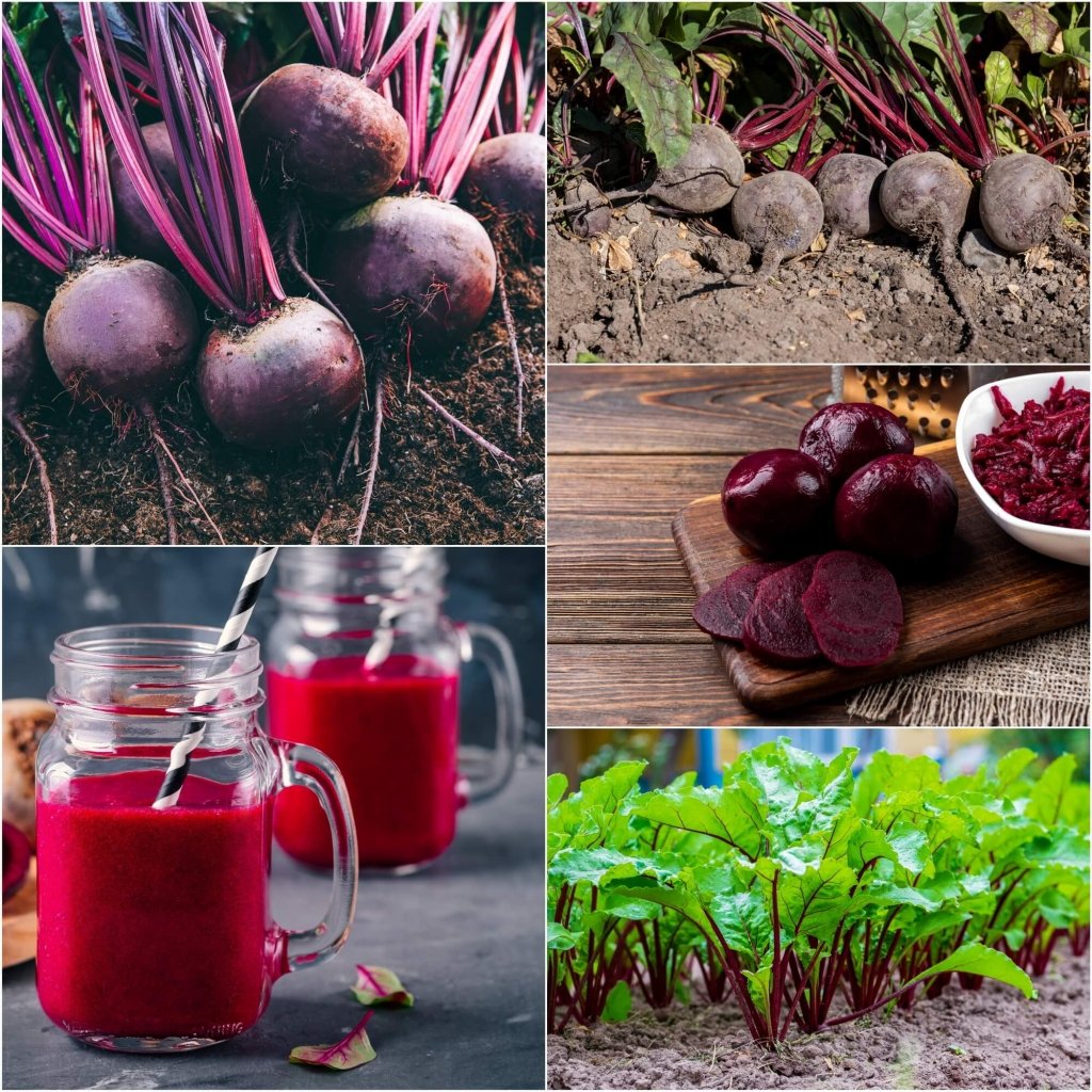 Beetroot - Detroit Dark Red seeds - Happy Valley Seeds