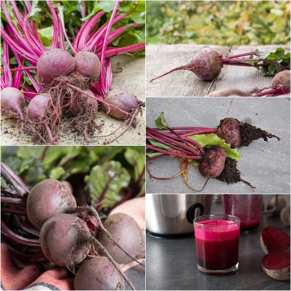 Beetroot - Globe seeds - Happy Valley Seeds