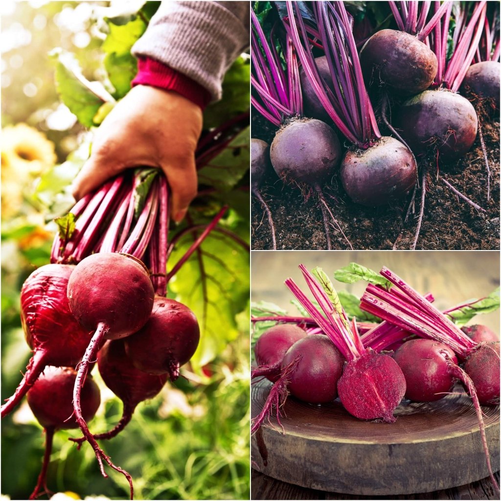 Beetroot - Orbit F1 seeds - Happy Valley Seeds