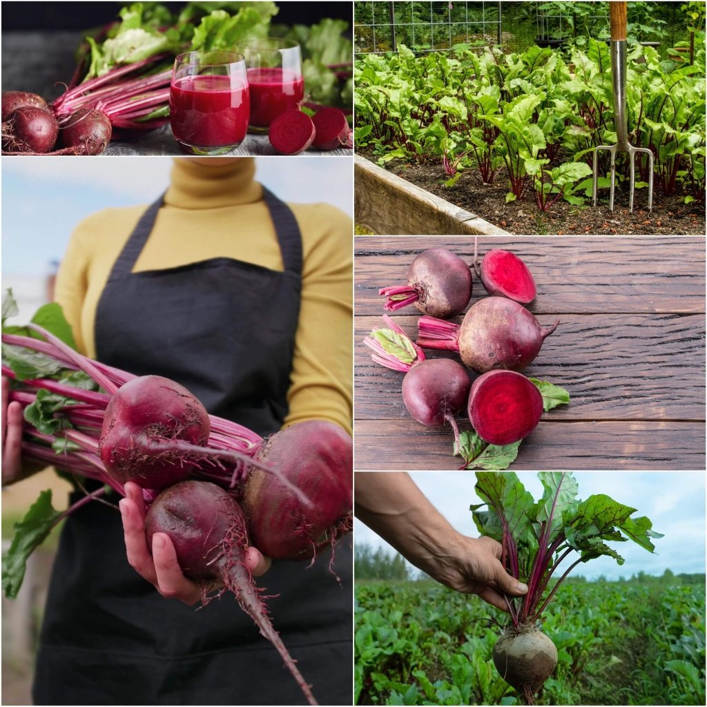 Beetroot - Red Ace F1 seeds - Happy Valley Seeds