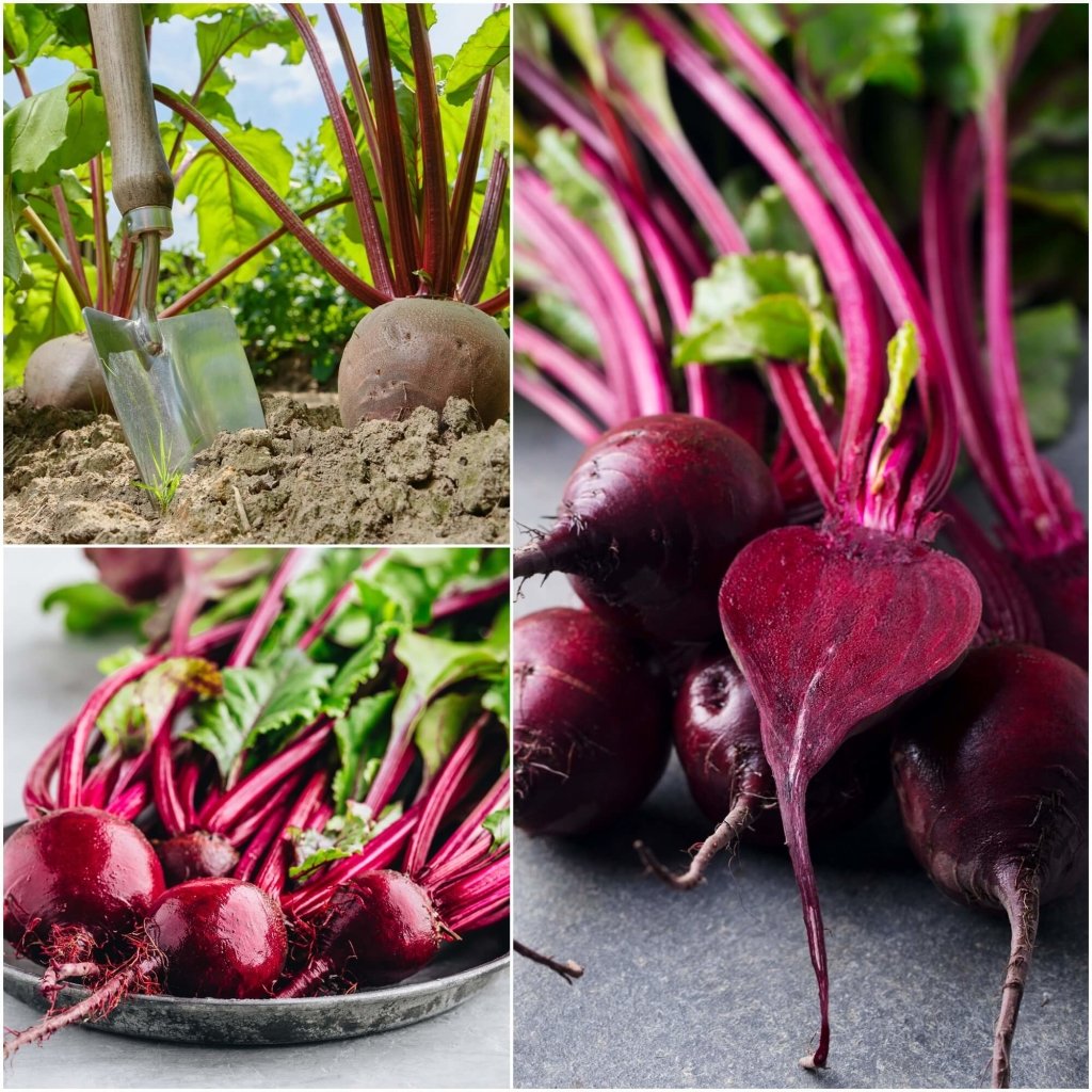 Beetroot - Ruby Queen seeds - Happy Valley Seeds