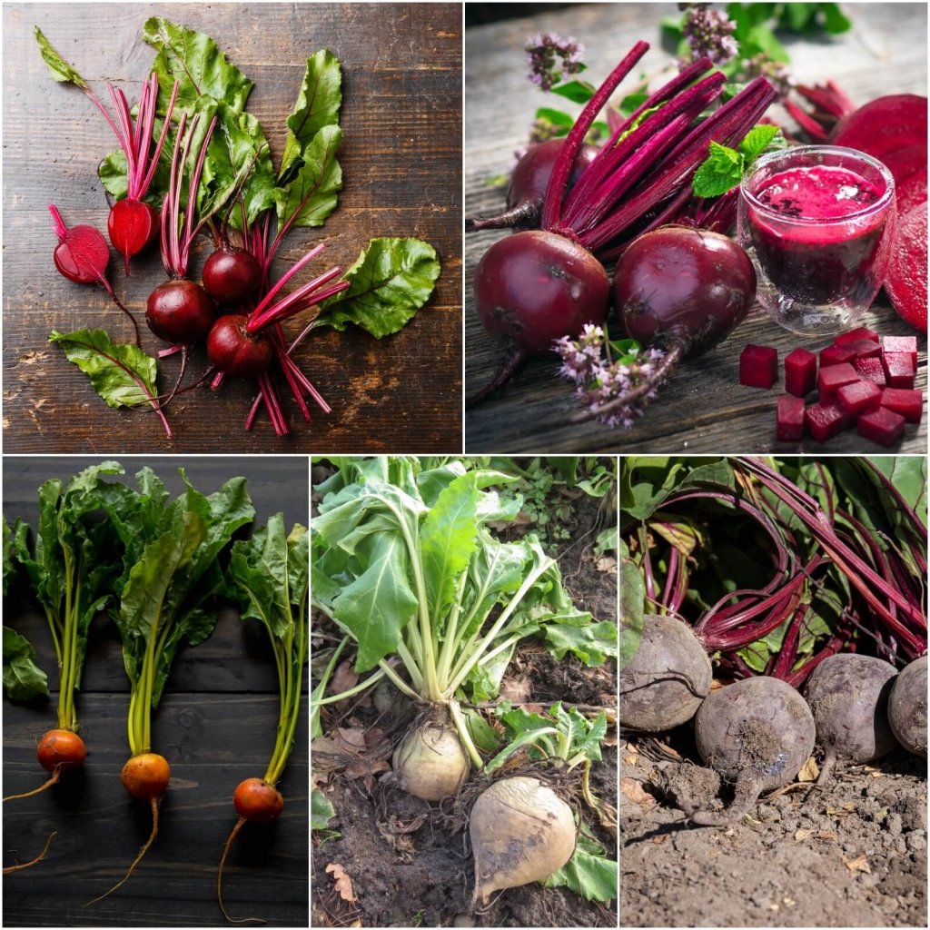 Beetroot seeds - Assorted 5 Packs - Happy Valley Seeds