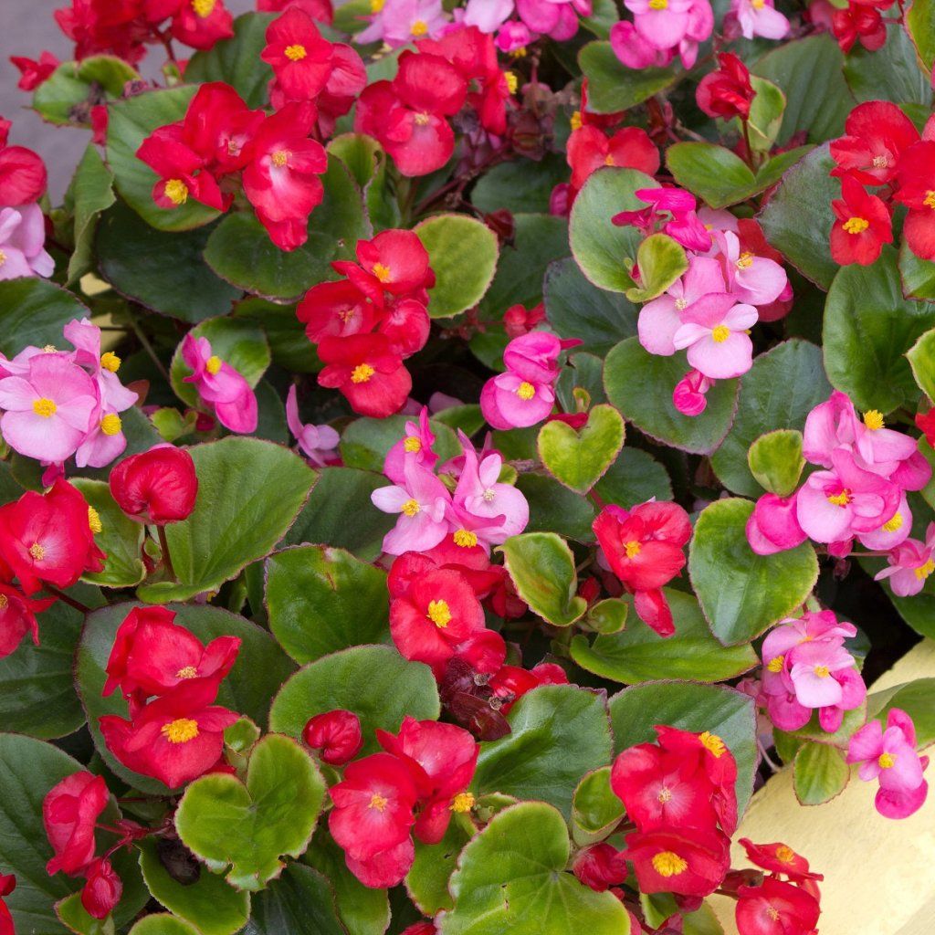 Begonia - Havana Mix seeds - Happy Valley Seeds