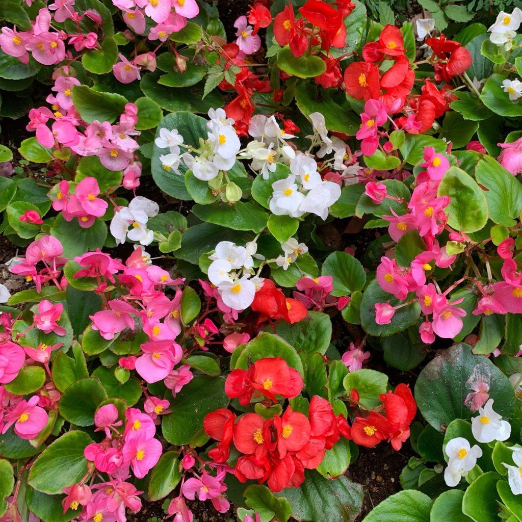 Begonia - Sprint Mix seeds - Happy Valley Seeds
