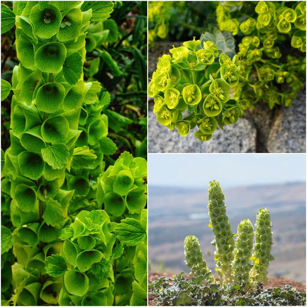 Bells of Ireland seeds - Happy Valley Seeds