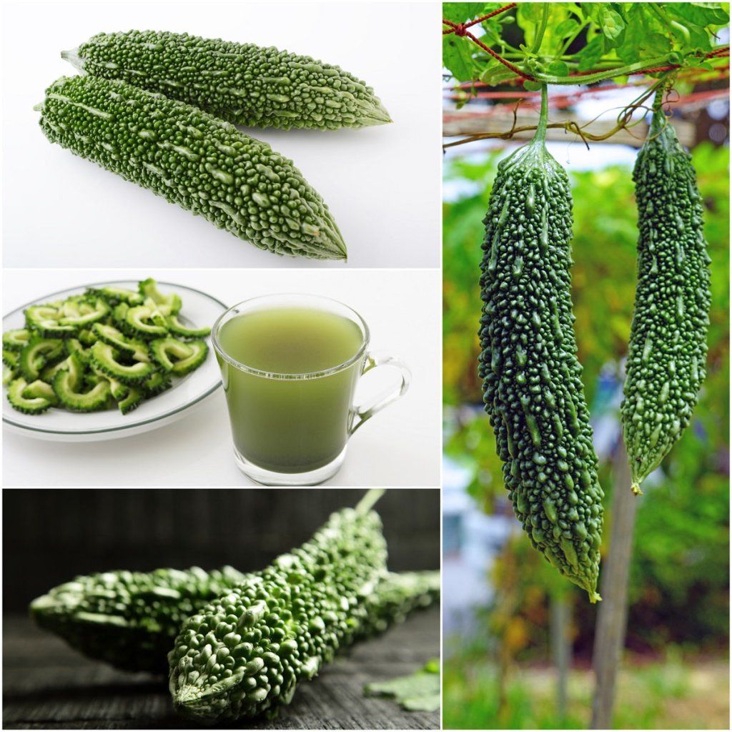 Bitter Melon - Futo Spindle seeds - Happy Valley Seeds