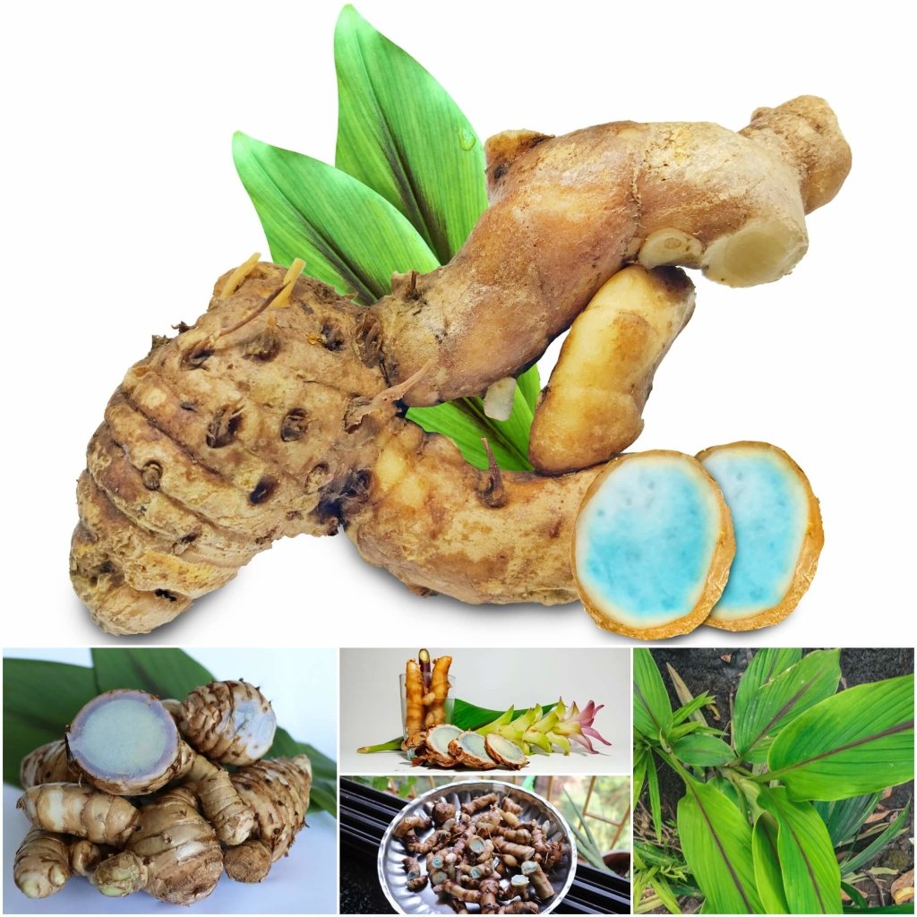 Buy Black Turmeric Rhizome (Pack of 1) Online Happy Valley Seeds