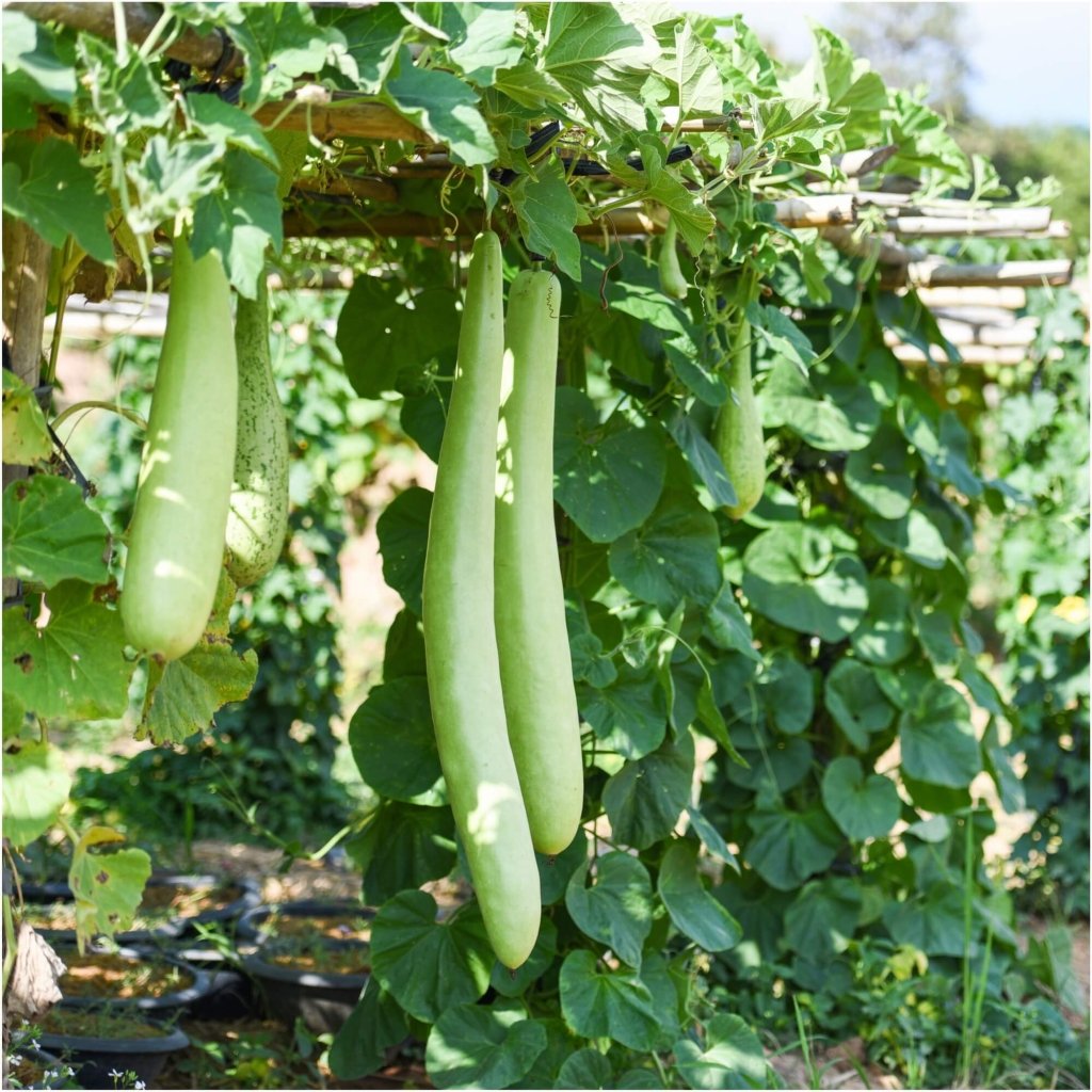 Bottle Gourd - New Guinea Bean, Squash Cucuzza seeds - Happy Valley Seeds