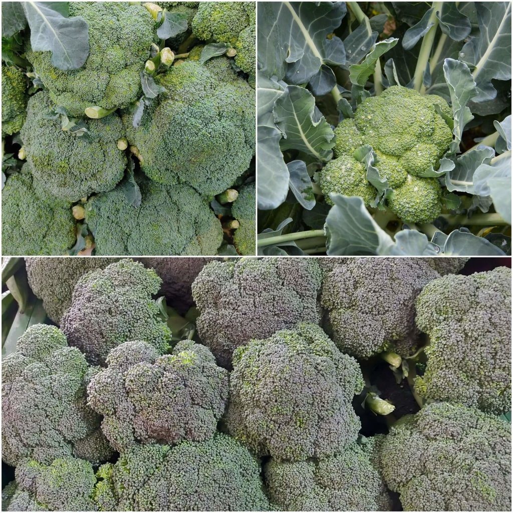 Broccoli - Albert seeds - Happy Valley Seeds