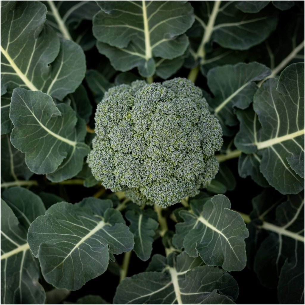 Broccoli - Atomic Performax F1 seeds - Happy Valley Seeds