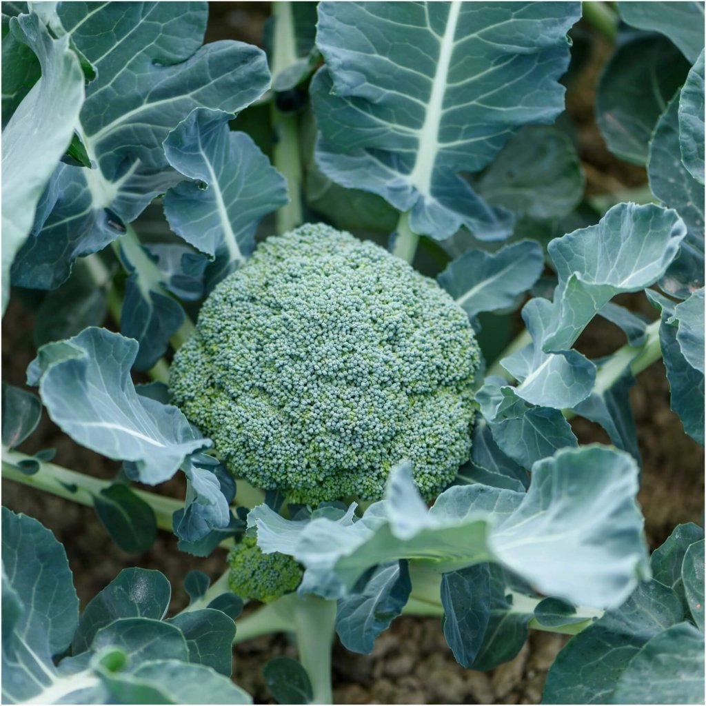 Broccoli - Brumby F1 seeds - Happy Valley Seeds