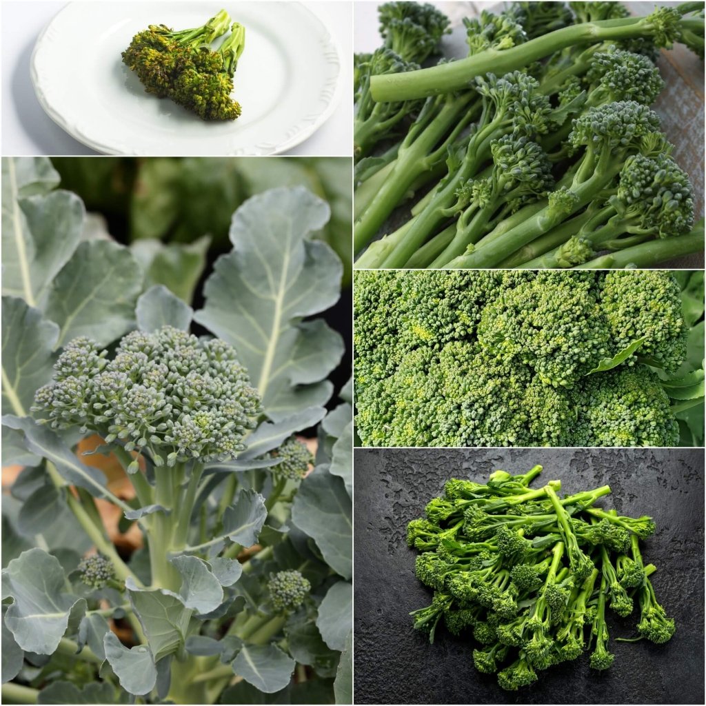 Broccoli - Calabrese seeds - Happy Valley Seeds