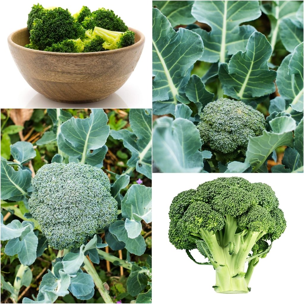Broccoli - Di Ciccio seeds - Happy Valley Seeds