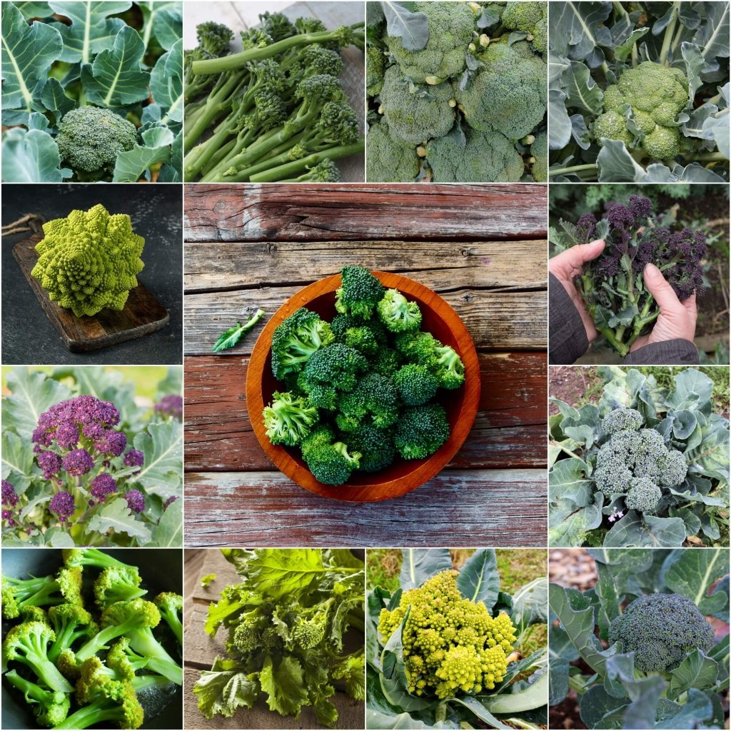 Broccoli - Heirloom Mix seeds - Happy Valley Seeds