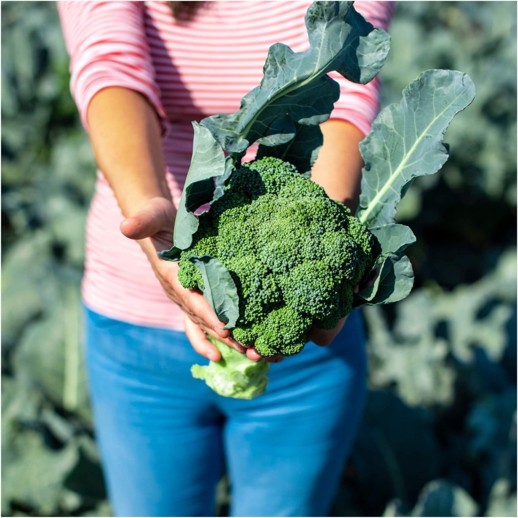 Broccoli - Marvel F1 seeds - Happy Valley Seeds