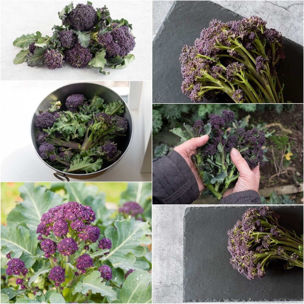 Broccoli - Purple Sprouting Early seeds - Happy Valley Seeds