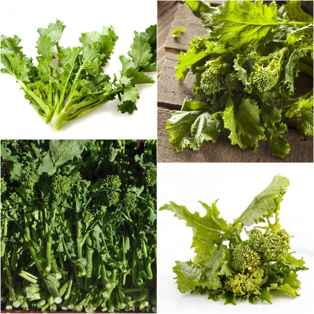 Broccoli Rabe Plant Rapini Broccoli Rabe 90 Days Riccia DI San Marzano
