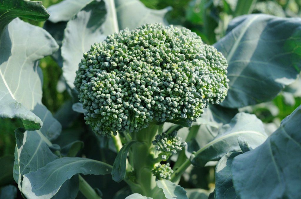 Broccoli - Ramoso Santana seeds - Happy Valley Seeds