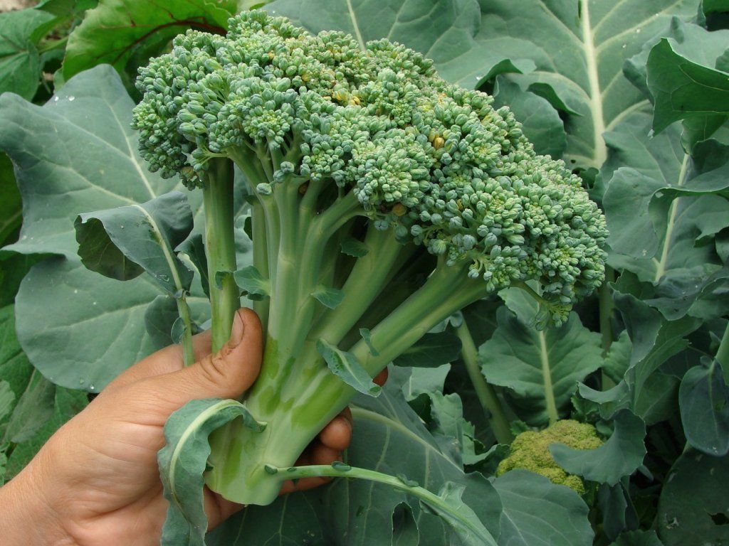 Broccoli - Ramoso Santana seeds - Happy Valley Seeds