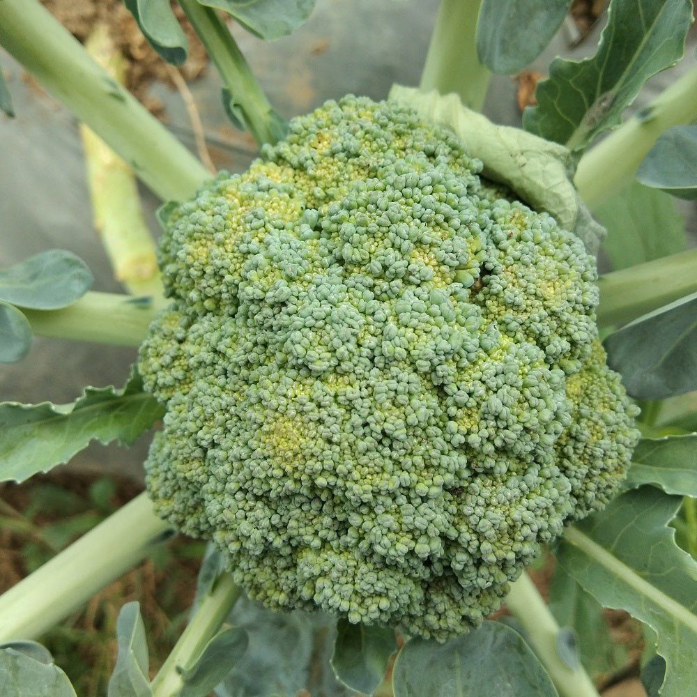 Broccoli - Ramoso Santana seeds - Happy Valley Seeds