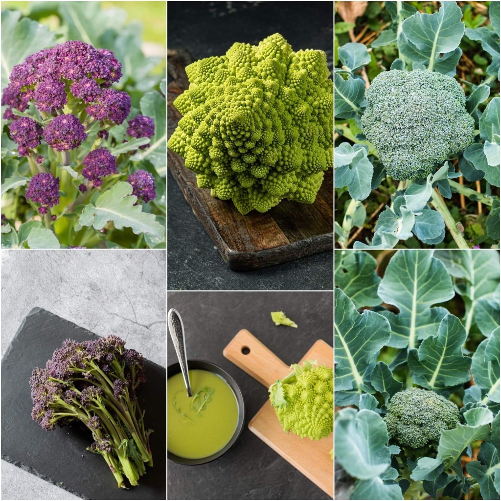 Broccoli seeds - Assorted 3 Packs - Happy Valley Seeds