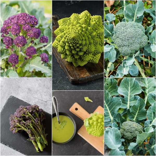broccoli flower seeds Broccoli Seeds Assorted 3-Pack