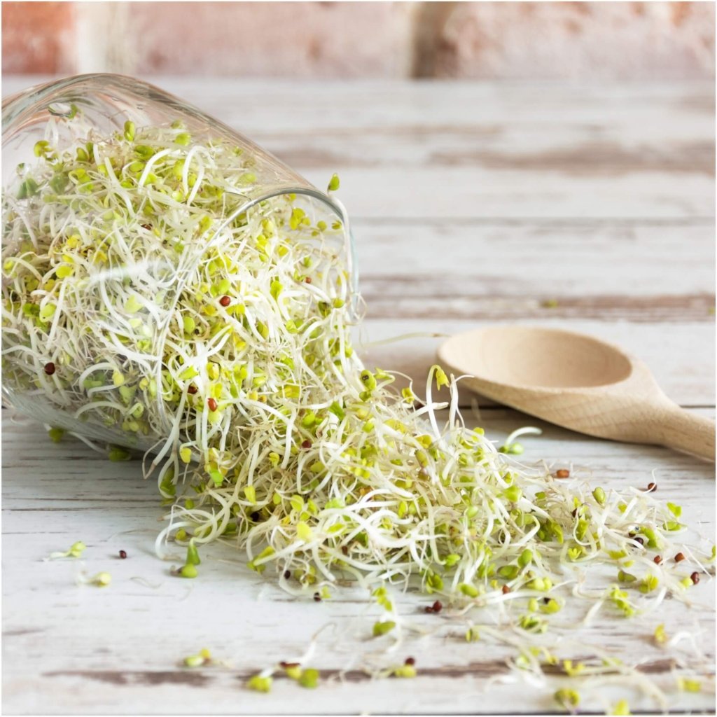 Broccoli Sprout Seeds - Happy Valley Seeds