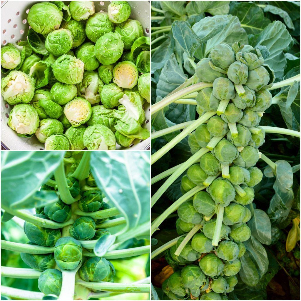 Brussels Sprouts - Catskill seeds - Happy Valley Seeds