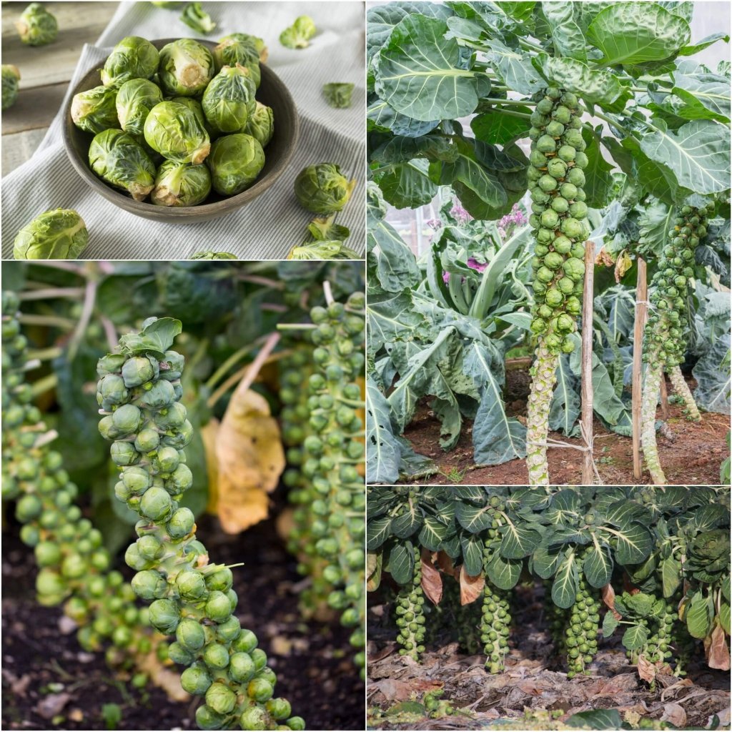 Brussels Sprouts - Long Island Improved seeds - Happy Valley Seeds