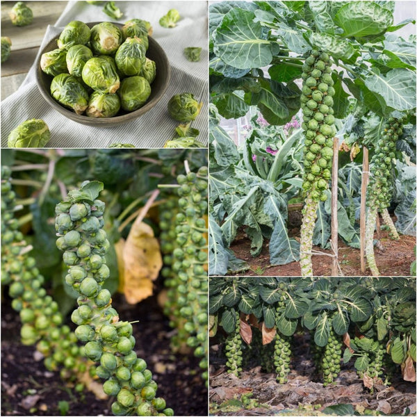 brussel sprout plant gone to seed Brussels Sprouts Long Island Improved Seeds