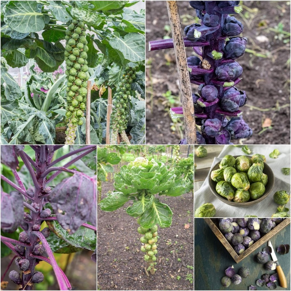 Brussels Sprouts seeds - Assorted 2 Packs - Happy Valley Seeds