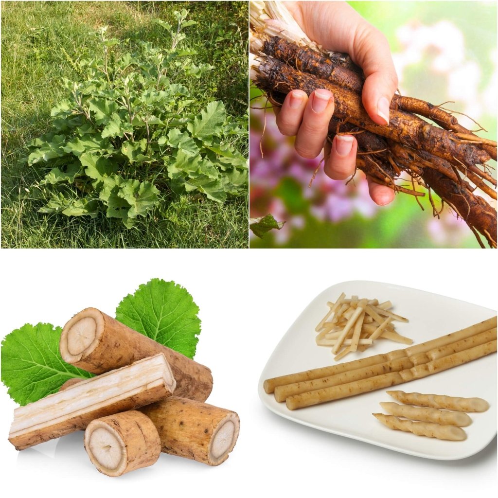 Burdock - Takinogawa Long seeds