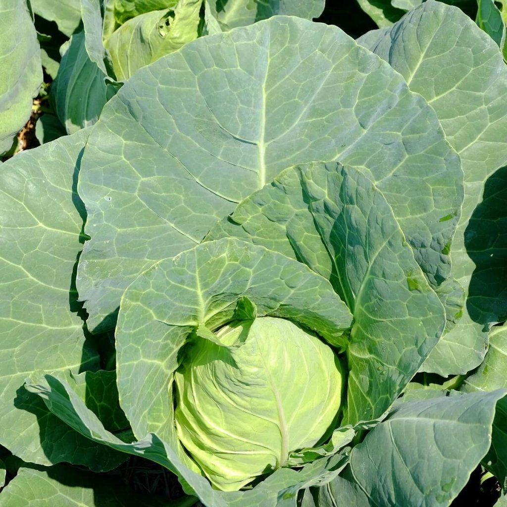 Cabbage - Charleston Wakefield seeds - Happy Valley Seeds