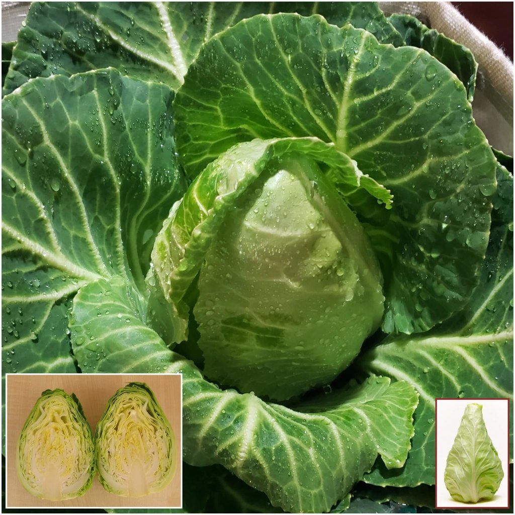 Cabbage - Conehead seeds - Happy Valley Seeds