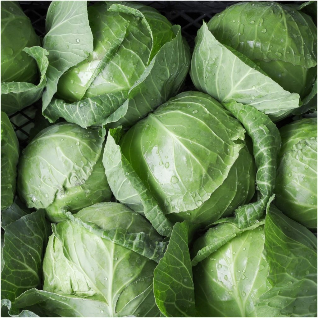 Cabbage - Coronet F1 seeds - Happy Valley Seeds