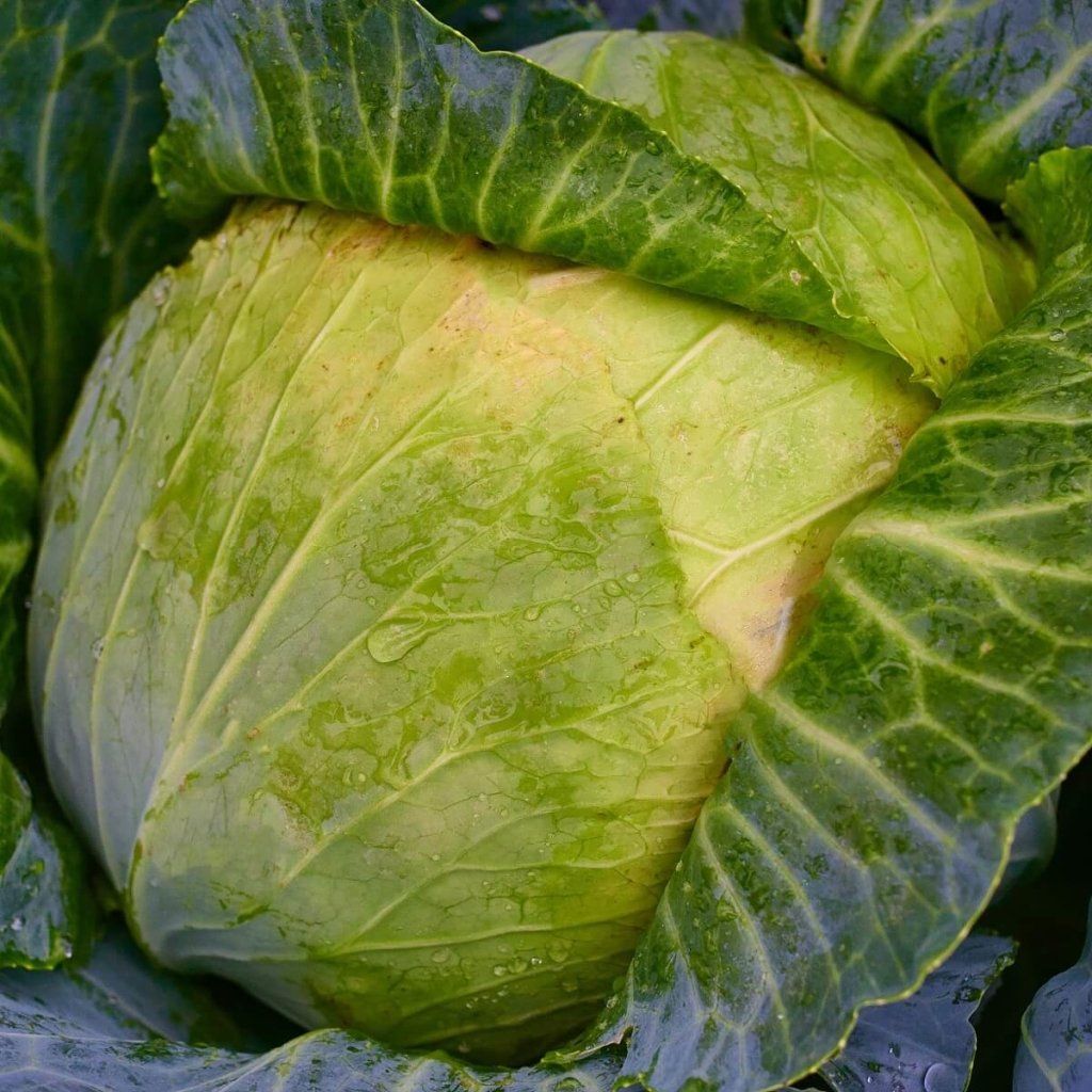 Cabbage - Early Round Dutch seeds - Happy Valley Seeds