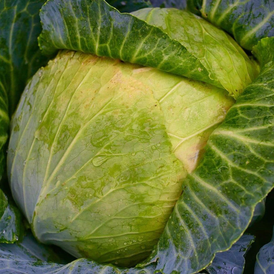 Buy Cabbage Early Round Dutch seeds Online Happy Valley Seeds