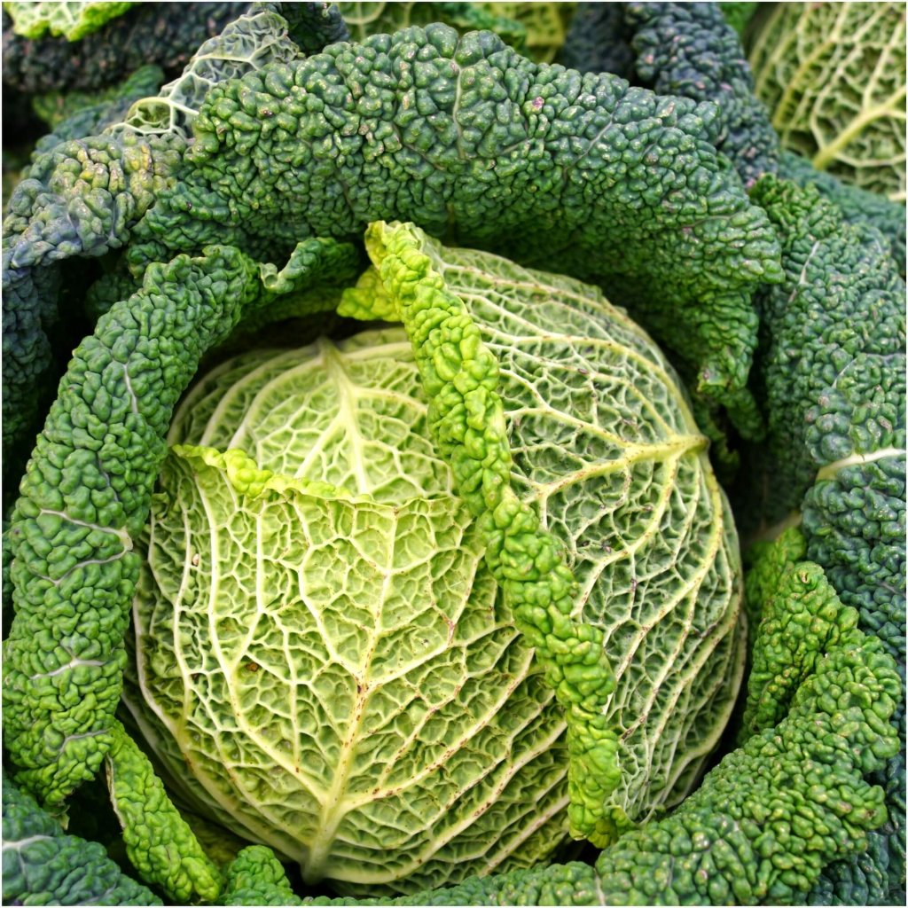 Cabbage - English Savoy seeds - Happy Valley Seeds