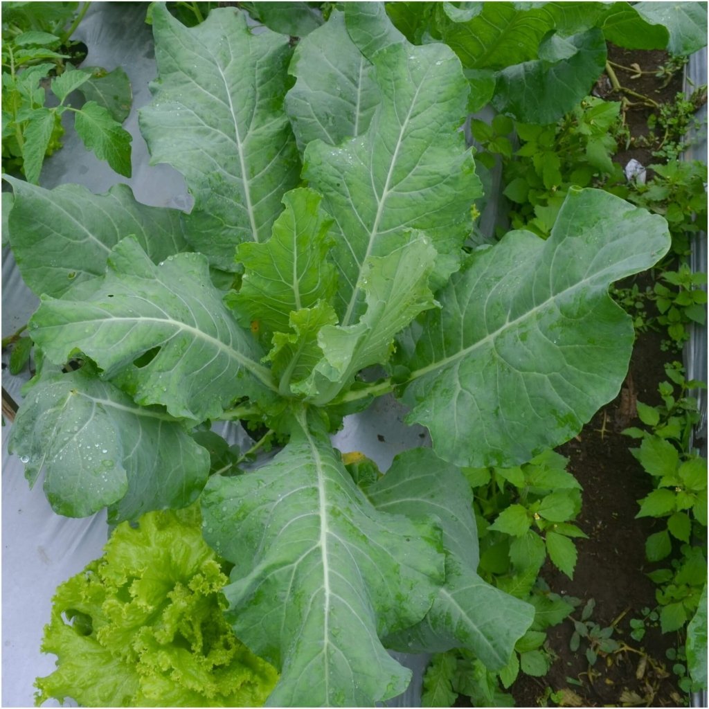 Cabbage - Ethiopian seeds - Happy Valley Seeds