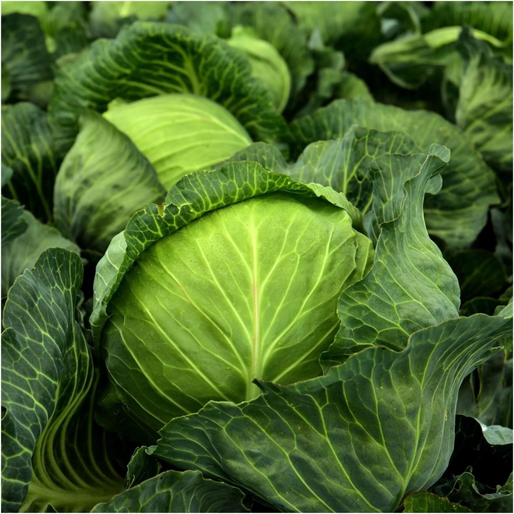 Cabbage - Golden Acre seeds - Happy Valley Seeds