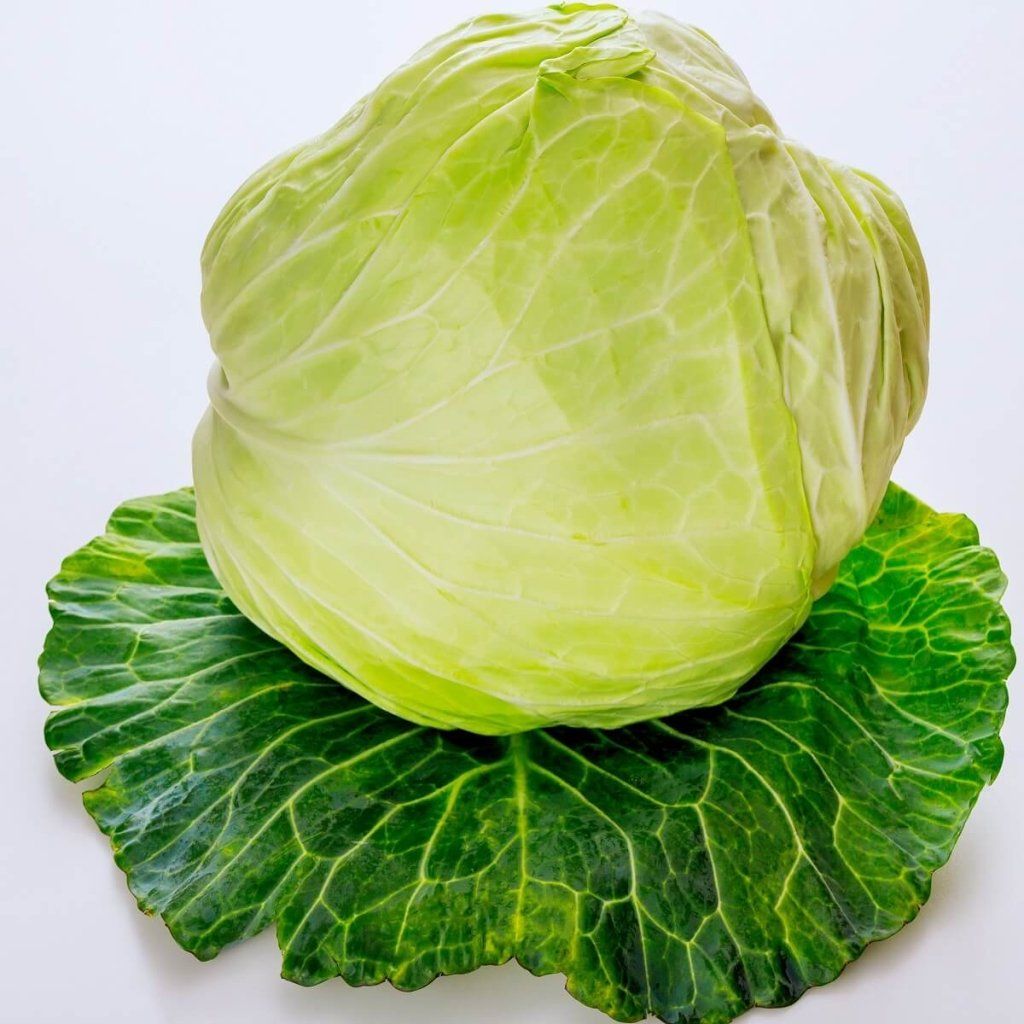Cabbage - Late Flat Dutch seeds - Happy Valley Seeds