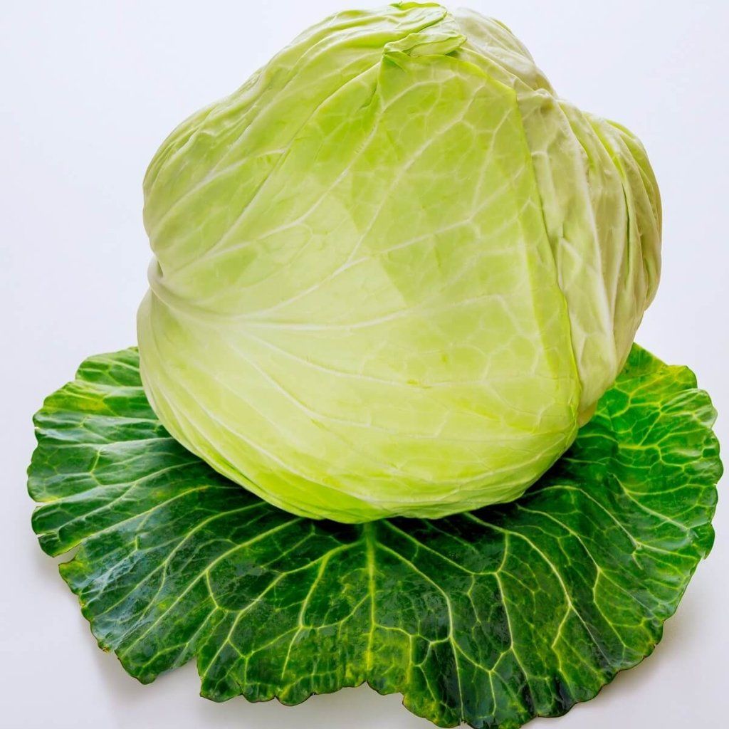 Buy Cabbage Late Flat Dutch seeds Online Happy Valley Seeds