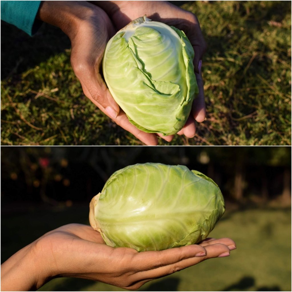 Cabbage - Mini seeds - Happy Valley Seeds