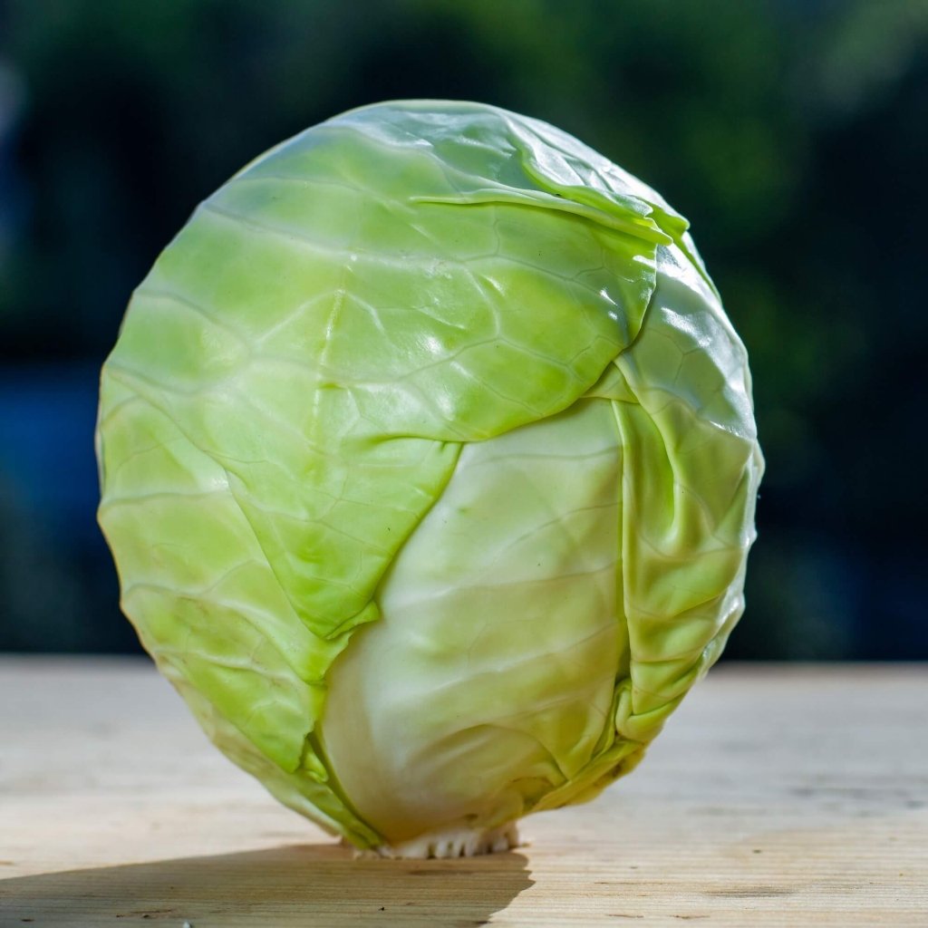 Cabbage - Miniball F1 seeds - Happy Valley Seeds