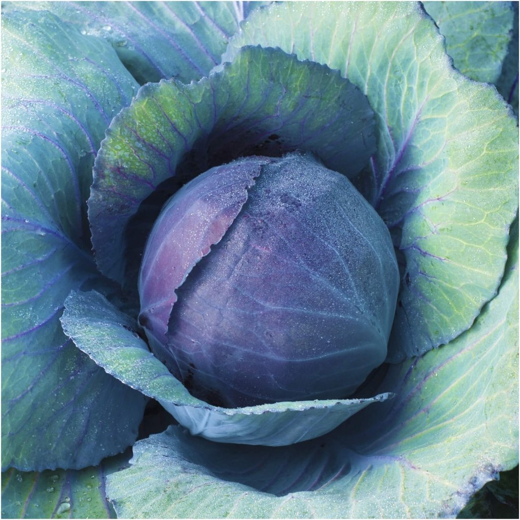 Cabbage - Red Acre seeds - Happy Valley Seeds