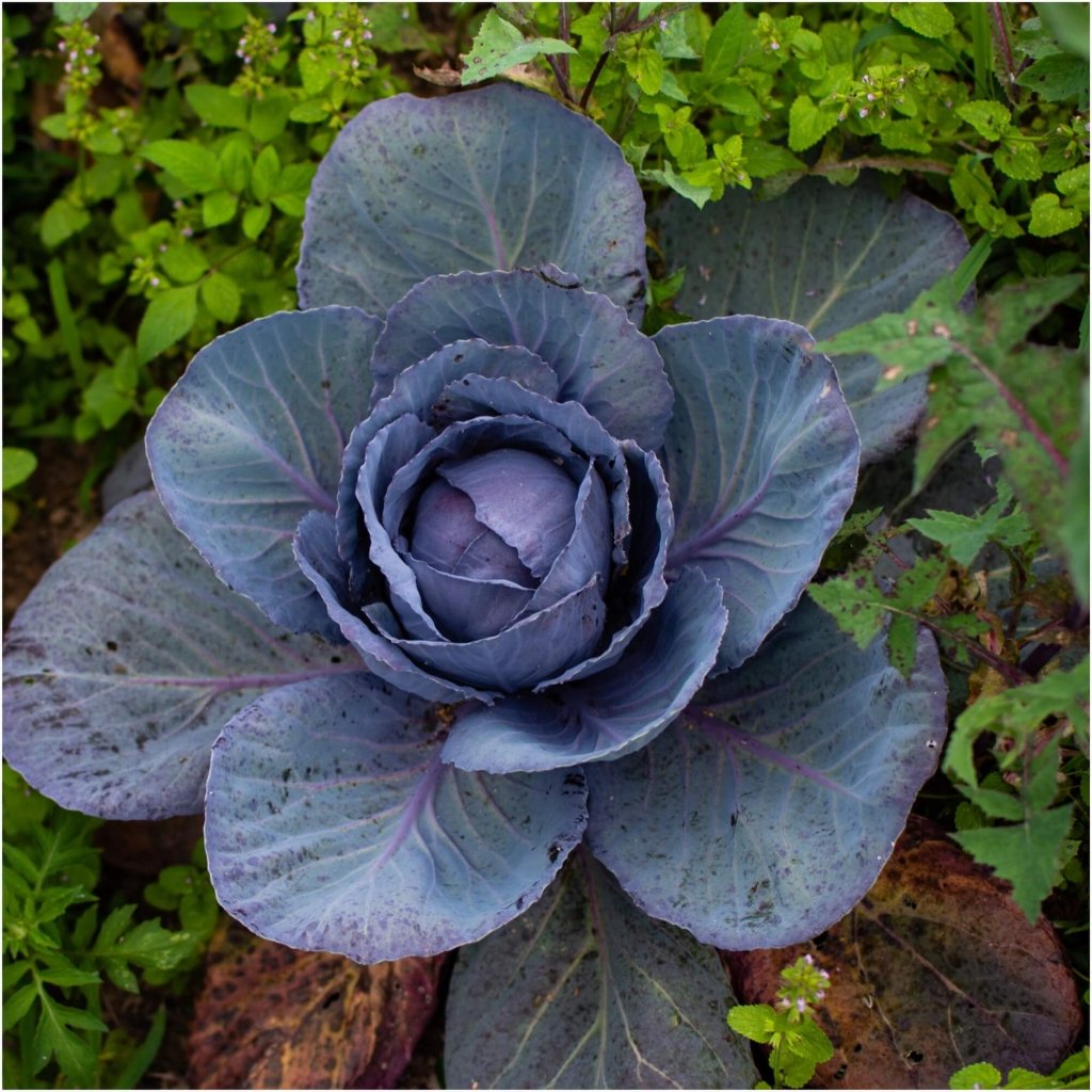 Cabbage - Red Express seeds - Happy Valley Seeds