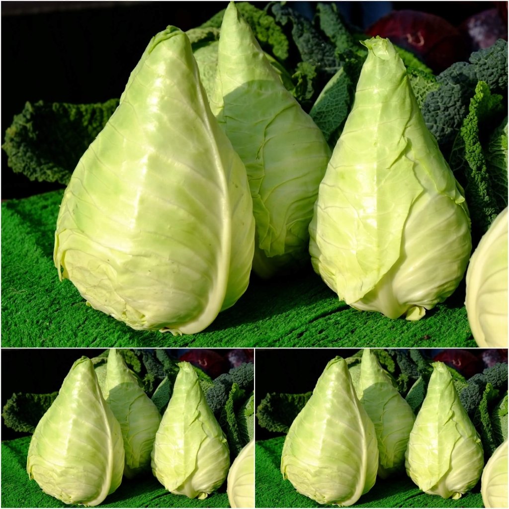 Cabbage - Resolution (Sugarloaf) F1 seeds - Happy Valley Seeds