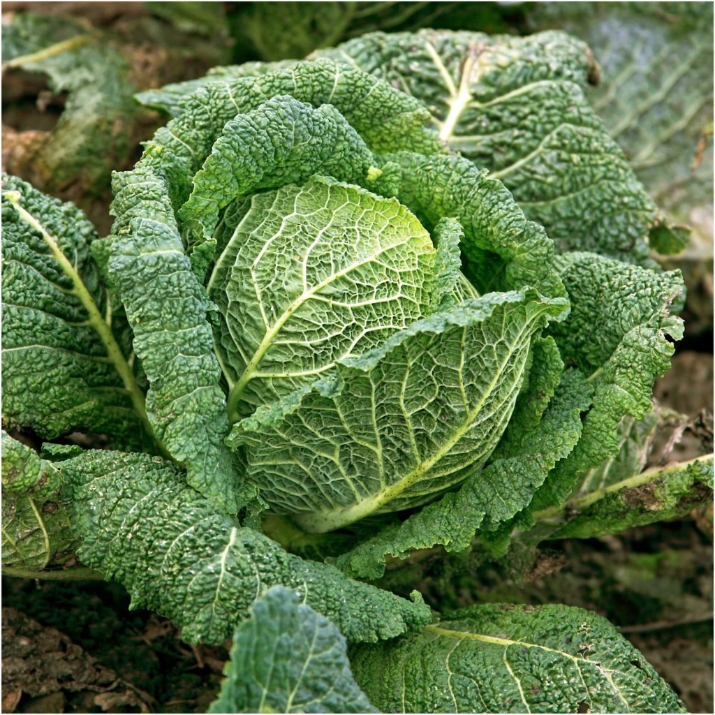 Cabbage - Savoy Pefection seeds - Happy Valley Seeds