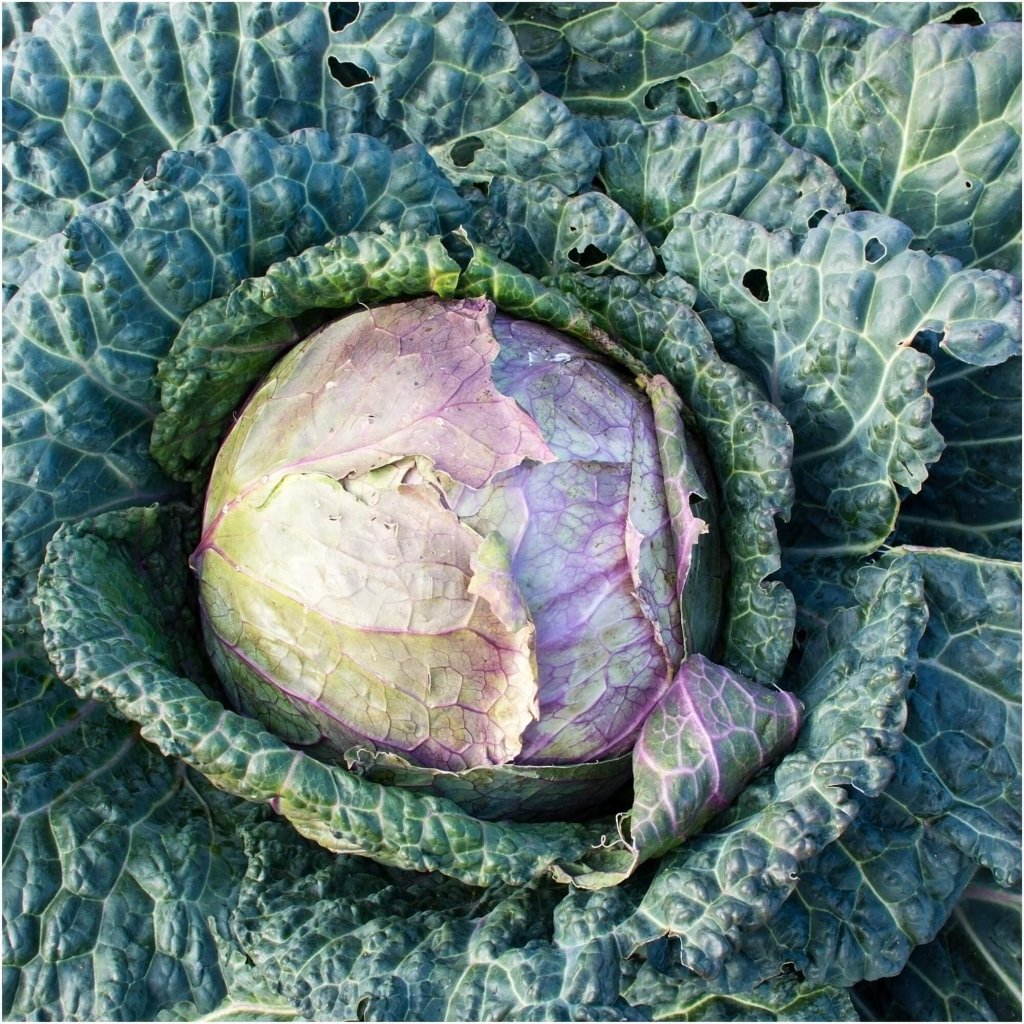 Cabbage - Savoy Purple seeds - Happy Valley Seeds