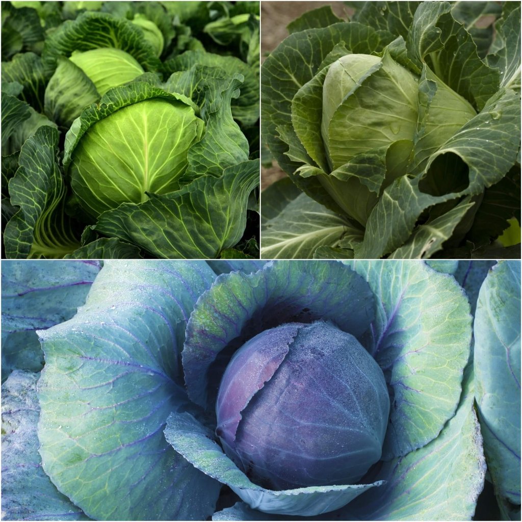 Cabbage Seeds - Assorted 3 Packs - Happy Valley Seeds